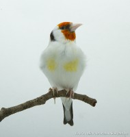 /album/vogels-van-jacques/huvaere-213-jpg/